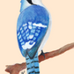 Postcard Print - Bluejay