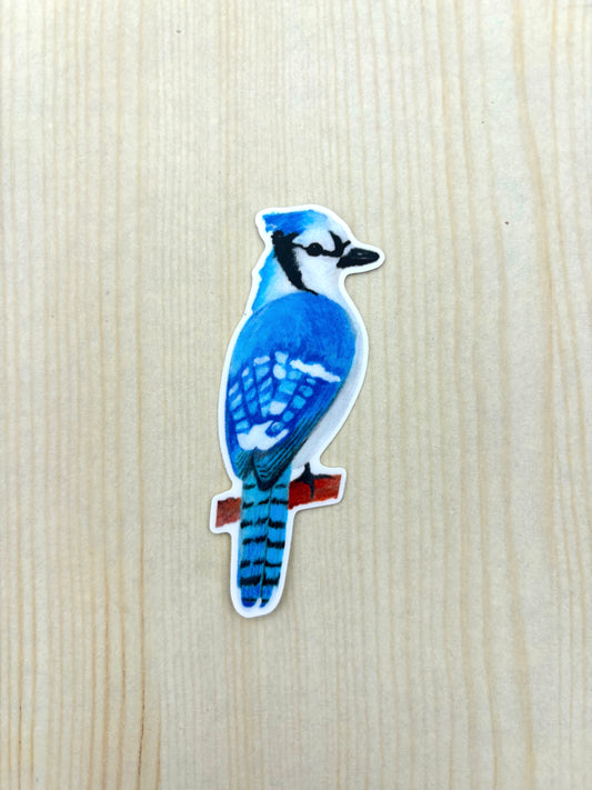 Sticker - Blue Jay